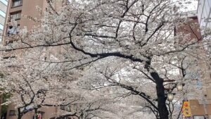 中野通りの桜並木