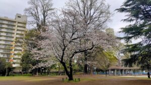 戸山公園大久保地区の桜