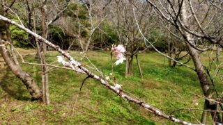 城峯公園の冬桜