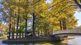 上尾丸山公園の紅葉