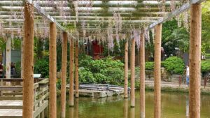 久伊豆神社の藤と池