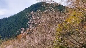 城峯公園の冬桜と背後の山