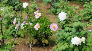 立岩寺の芍薬