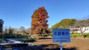 上尾丸山公園のラクウショウの黄葉