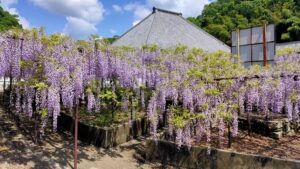 長泉寺の本堂と骨波田の藤