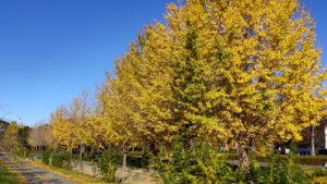 上尾丸山公園のイチョウの黄葉