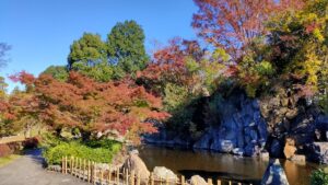 上尾丸山公園のモミジの紅葉