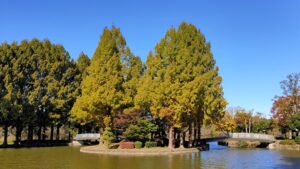 上尾丸山公園のメタセコイアの黄葉