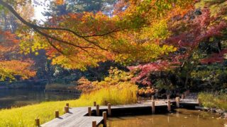 御殿山庭園の池と紅葉