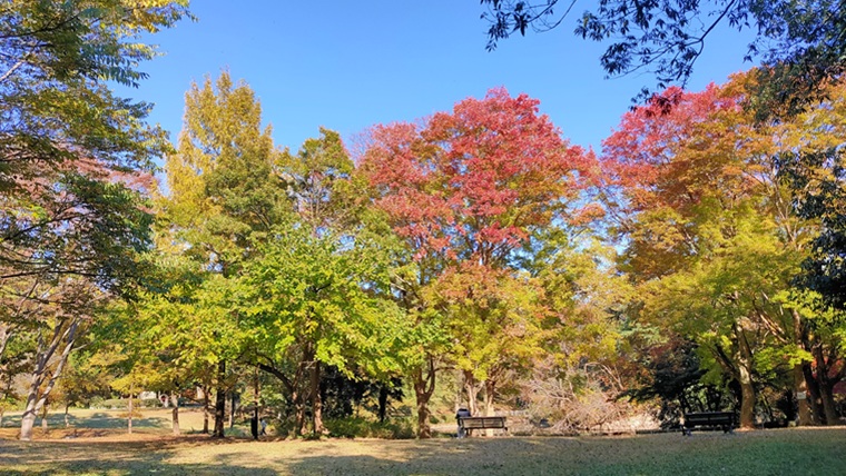 所沢航空記念公園の紅葉