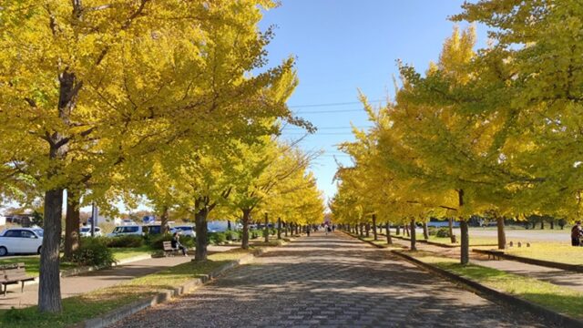 加須はなさき公園のイチョウ並木