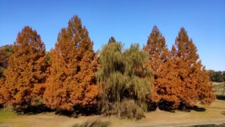 大宮第二公園のメタセコイア