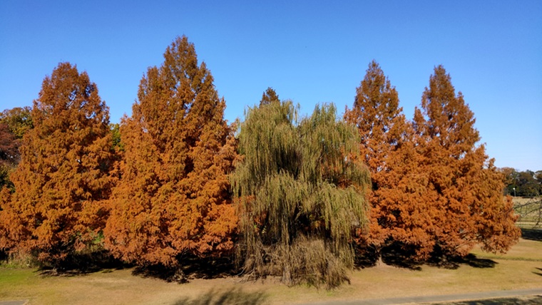 大宮第二公園のメタセコイア