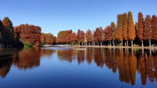 別所沼公園の別所沼とメタセコイアの景色