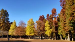 別所沼公園のイチョウとメタセコイア