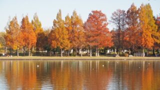 メタセコイアの紅葉