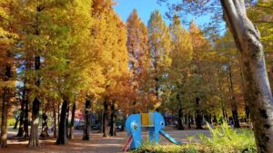 別所沼公園児童広場のメタセコイア