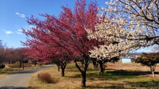 本庄総合公園の白梅と紅梅