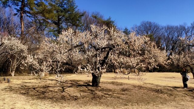 森林公園の梅