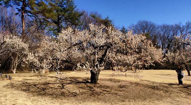 森林公園の梅