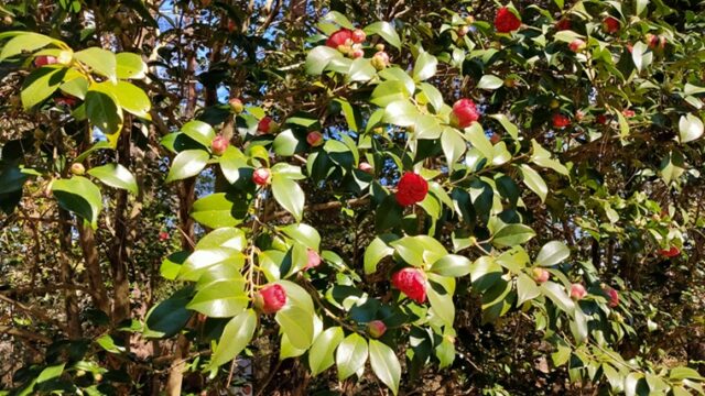 森林公園椿園のツバキ