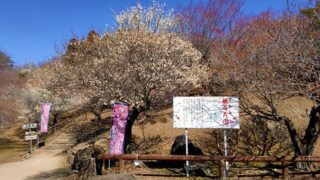 宝登山梅百花園