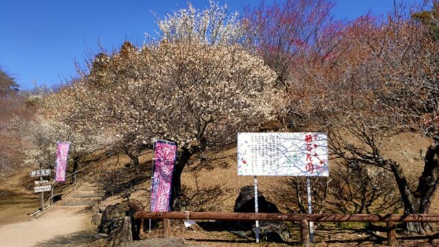 宝登山梅百花園