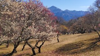 秩父ミューズパークの梅と武甲山