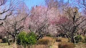 ふかや緑の王国の白梅と紅梅