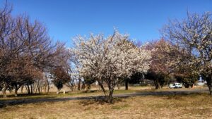 本庄総合公園の白梅