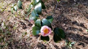 森林公園のピンクのツバキ
