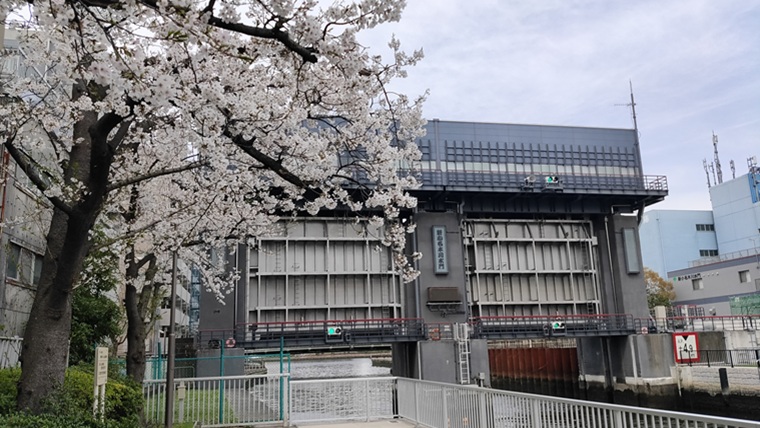 小名木川の桜と水門