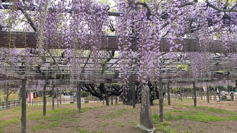 玉敷公園の「玉敷神社の大藤」