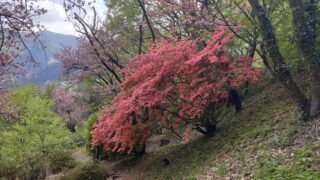 城峯公園のヤマツツジ