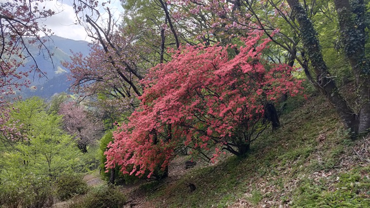 城峯公園のヤマツツジ