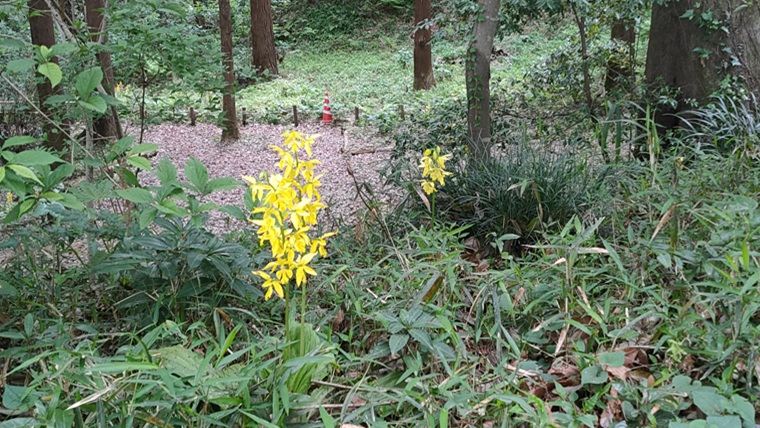 町田えびね苑のエビネ