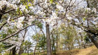 多摩川台公園の桜