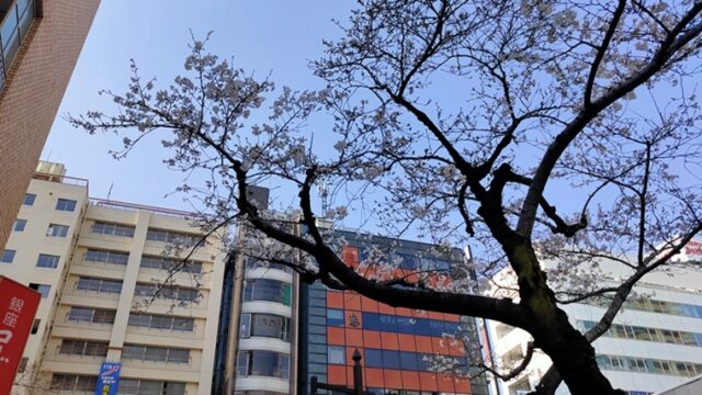 日暮里中央通りの桜