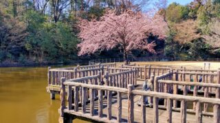 川口市立グリーンセンター白鳥の池と安行桜