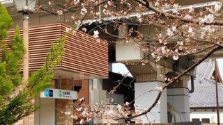 しょうぶ沼公園の桜と駅