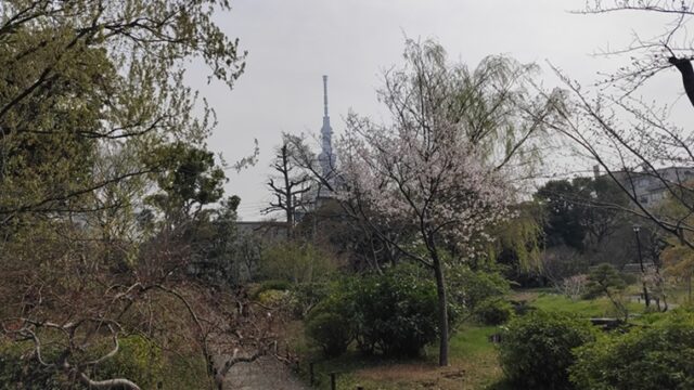 向島百花園の桜と東京スカイツリー