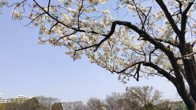 新小岩公園の桜