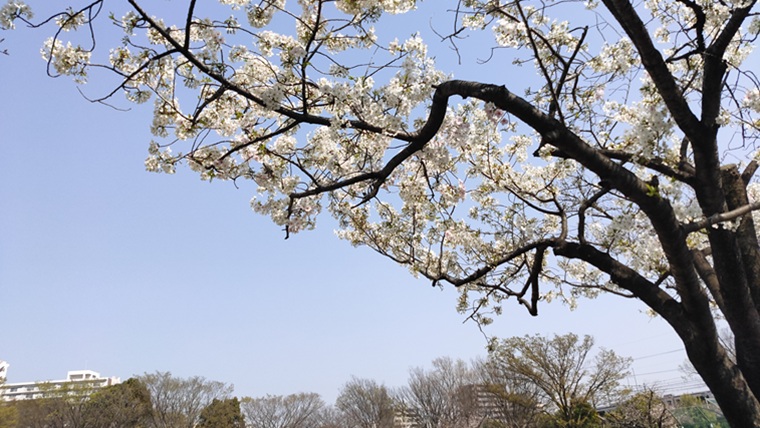 新小岩公園の桜
