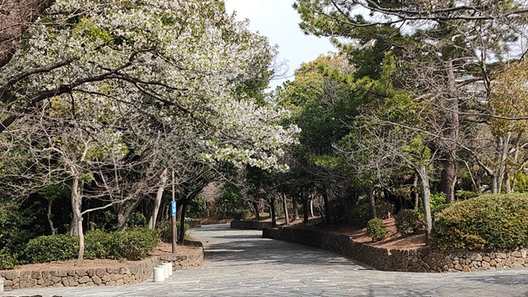清新町・臨海町緑道の桜