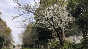 清新町・臨海町緑道のオオシマザクラ