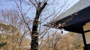 九品仏浄真寺境内の桜