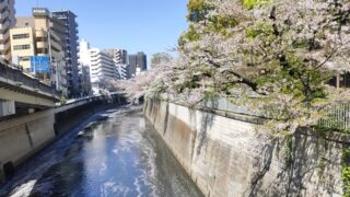 江戸川公園の桜と神田川