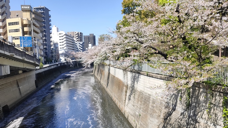 江戸川公園の桜と神田川
