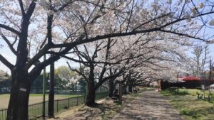 井草の森公園花の丘の桜