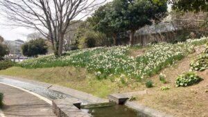 新長島川親水公園の水仙